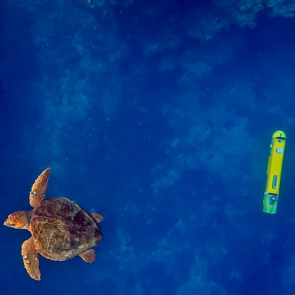 Seeker and Turtle 2